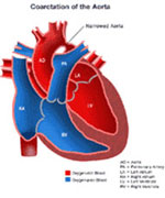 Anatomy of a heart 