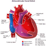 Anatomy of a heart
